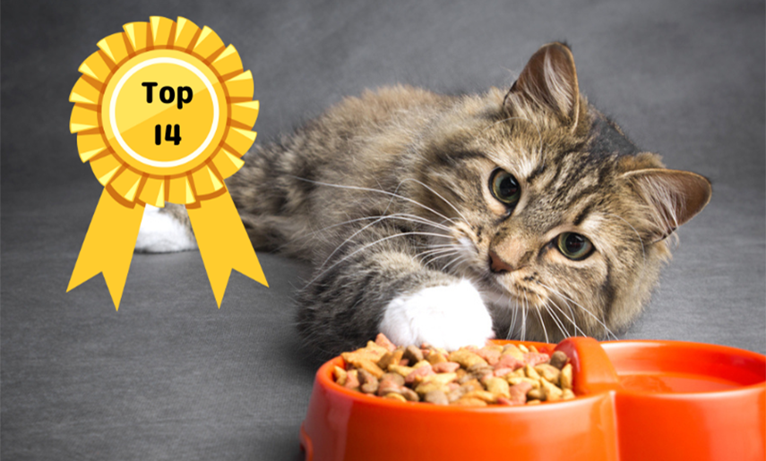 14 Cat Food Brands You Don’t Want To Miss
